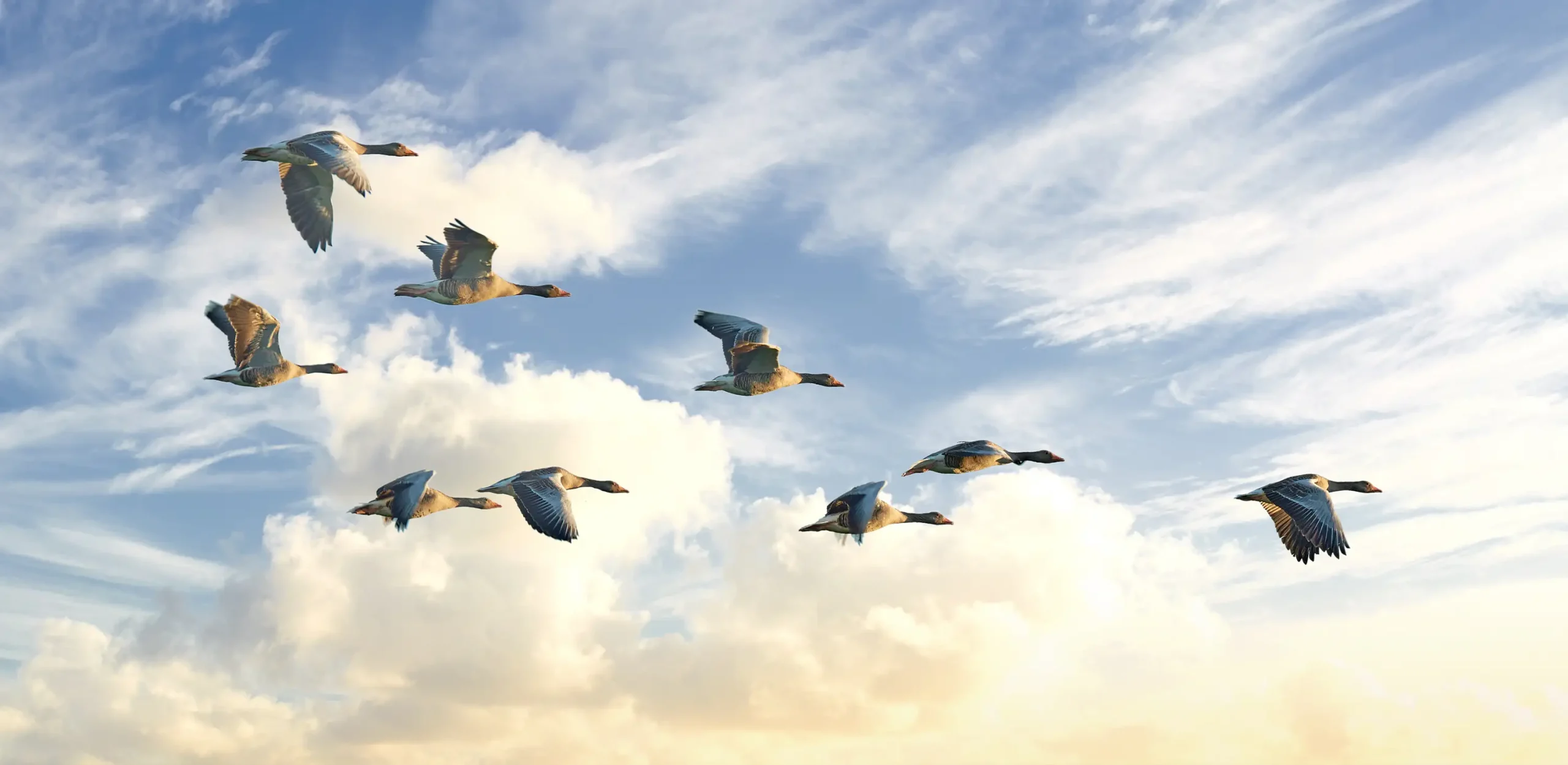 ape maria psicologa psicoterapeuta